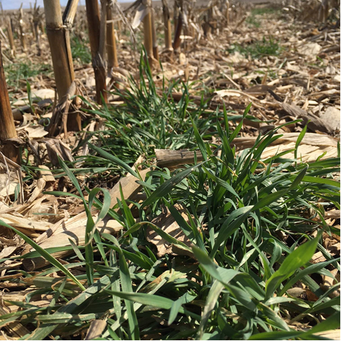 Cover Crop, Relay Cropping, and No-Till Workshop to be Held at Madison County Fairgrounds December 1 
